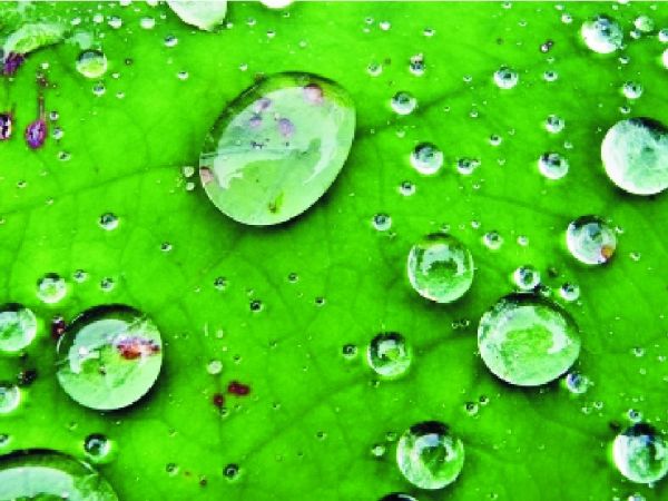 Wassertropfen auf einem leuchtend grünen Blatt