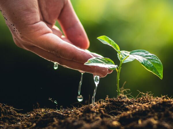 Hand mit kleiner Pflanze und Wassertropfen