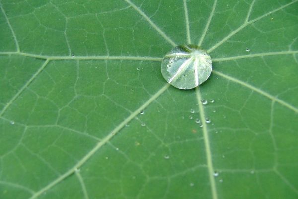 Regentropfen auf einem Blatt