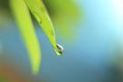 Ein Wassertropfen hängt an der Blattspitze eines hellgrünen dicken schmalen Succulenten-Blattes, vor einem zweiten Blatt ohne Tropfen.