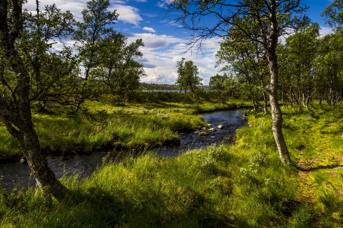 Bachlauf in einer mit Bäumen bestandenen Landschaft an einem sonnigen Tag