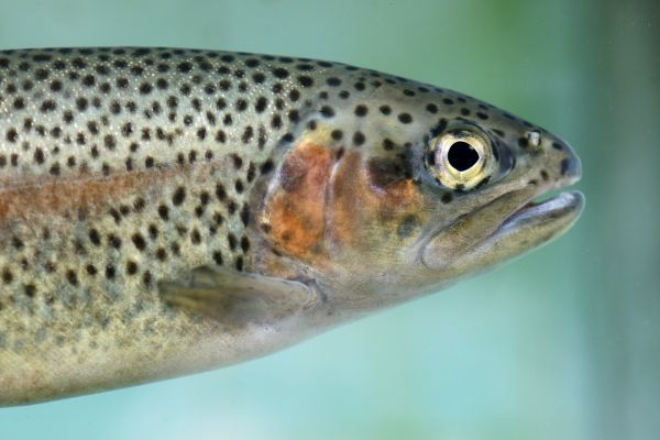 Forellen Oberkörper im Wasser