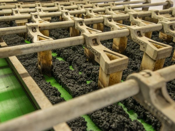 Klärschlamm in einer Bandfilterpresse auf einem apfelgrünen Förderband.