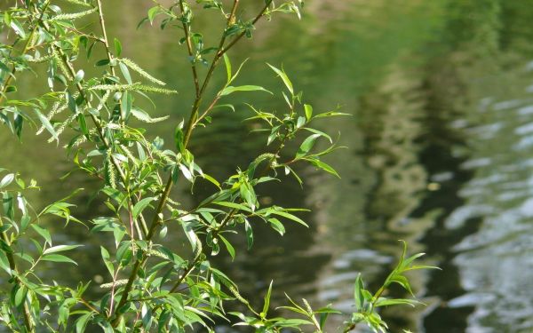 Zweig mit frischen, grünen Blättern vor einer ruhigen Wasseroberfläche