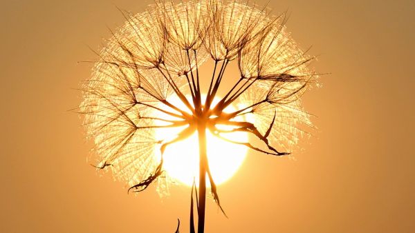 Pusteblume vor greller Sonne
