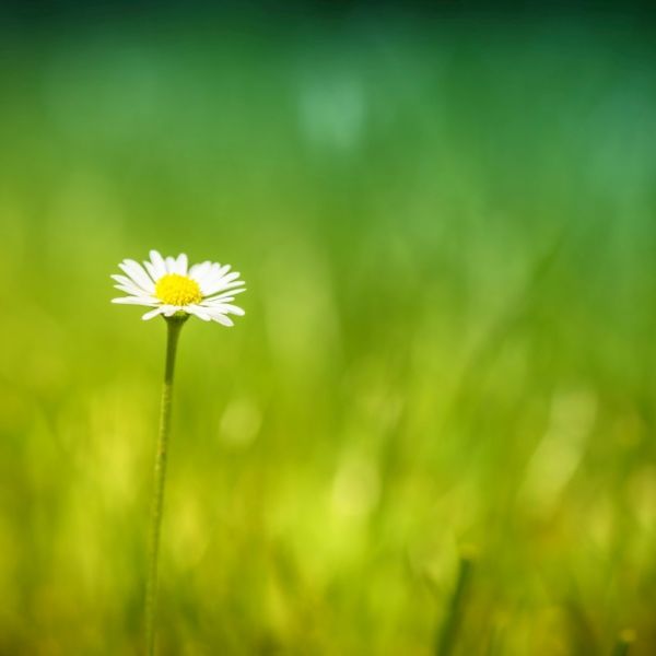 Einzelnes Gänseblümchen mit Gras. Das Gras ist nur schemenhaft zu sehen.