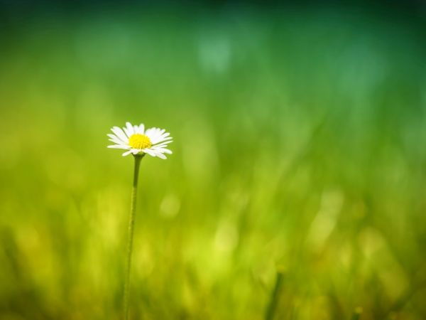 Einzelnes Gänseblümchen mit Gras. Das Gras ist nur schemenhaft zu sehen.