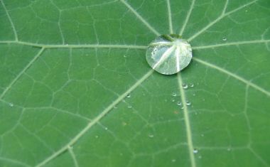Regentropfen auf einem Blatt