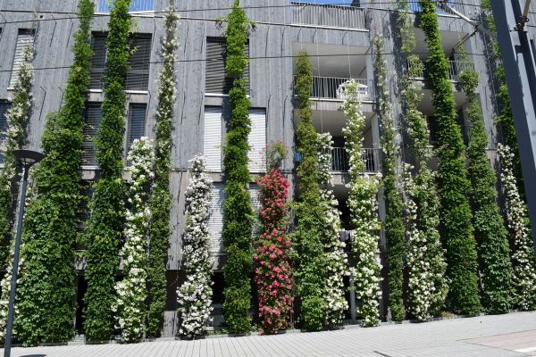 Freiburg begrünte Vauban Fassade