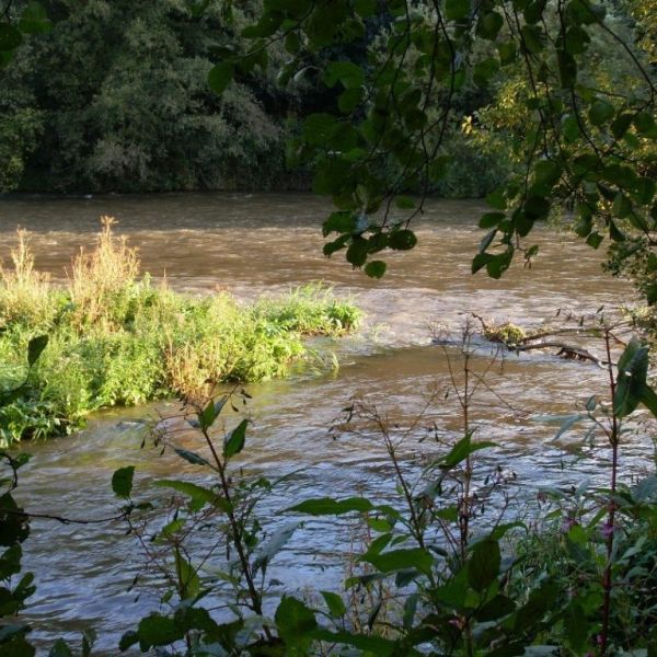 Ein Stück Grasinsel in dem Fluss Ruhr.