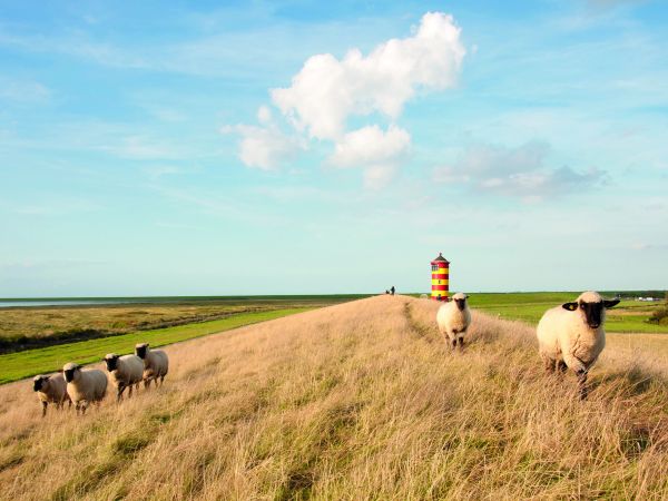 Schafe auf dem Deich bei Pilsum mit buntem Leuchtturm im Hintergrund
